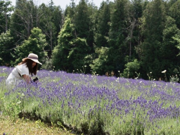 ONTARIO’S LARGEST LAVENDER&nbsp;FARM!