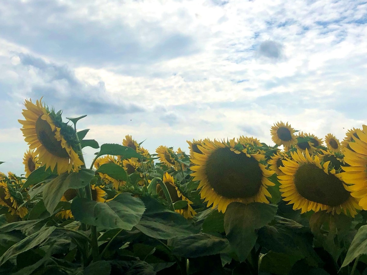 VISITING DIXIE ORCHARDS