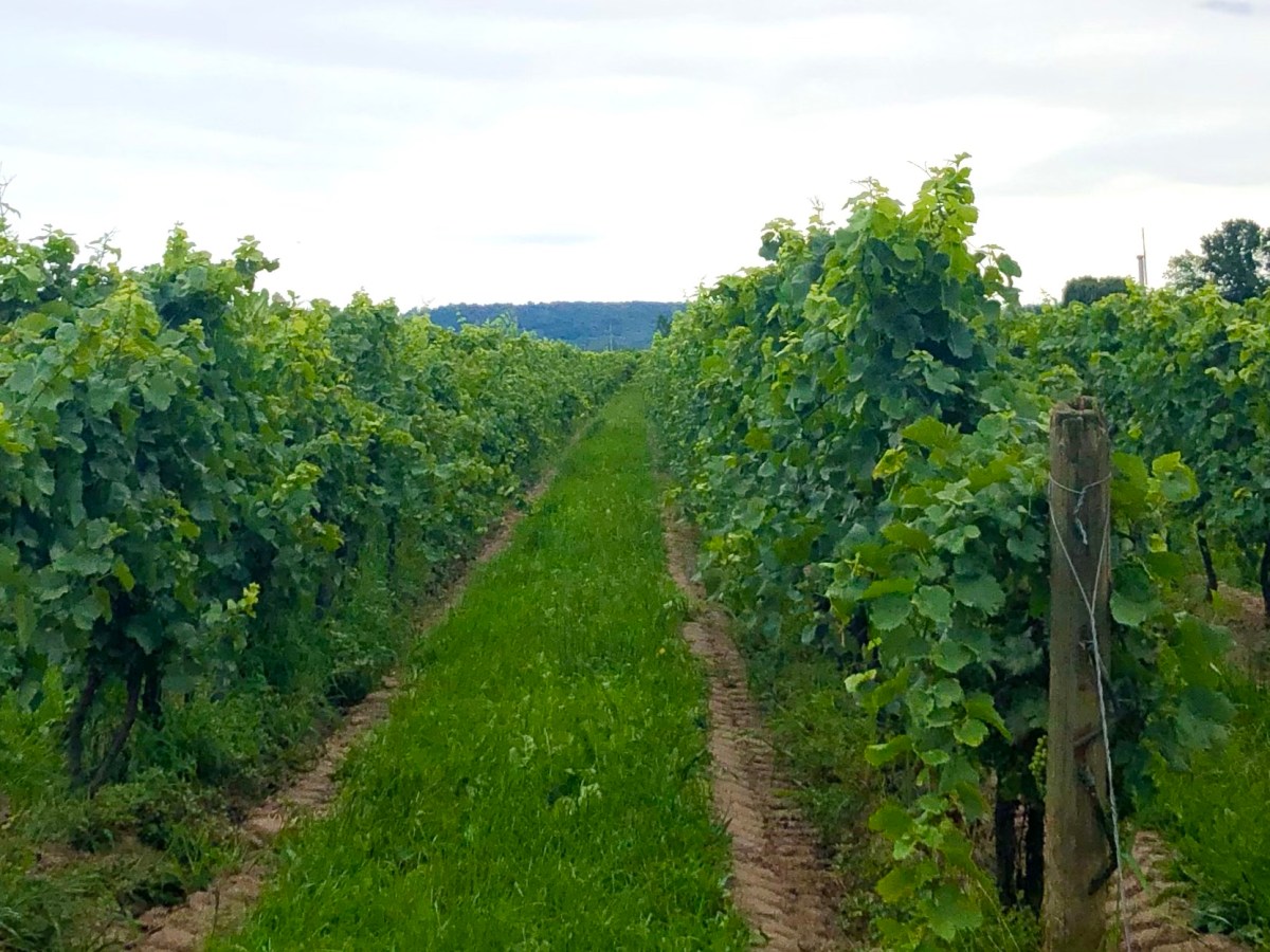 Great Wineries for YOU to Visit at Niagara-On-The-Lake!