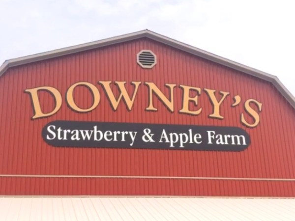 APPLE PICKING AT DOWNY’S&nbsp;FARM